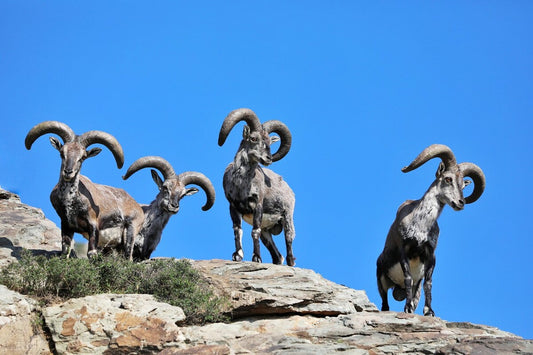 The Animal Kingdom’s Best Climbers